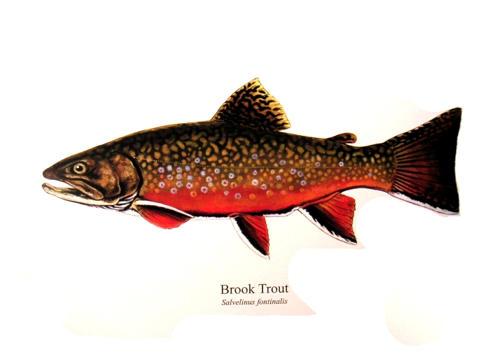 Brown Trout